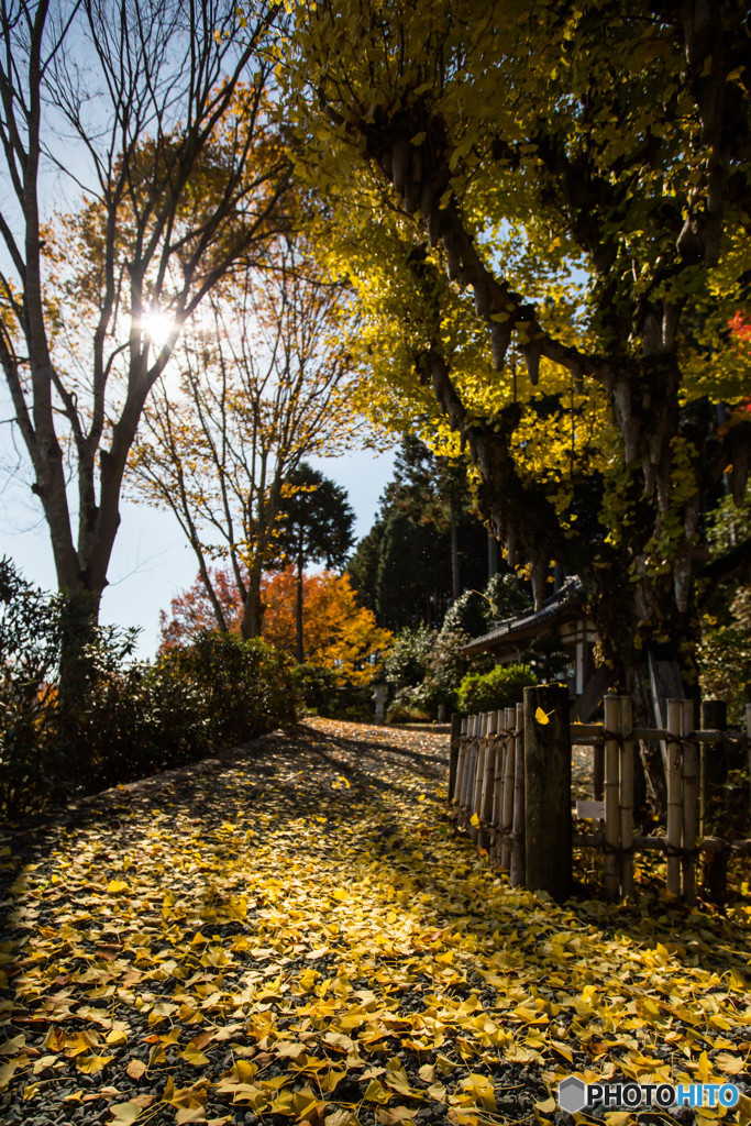 紅葉2018～法師塚～