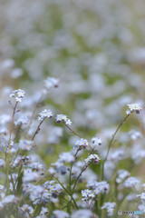 ふんわり、わすれな草