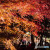 降り注ぐ紅葉