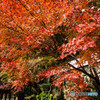 紅葉2018～平福・光明寺～