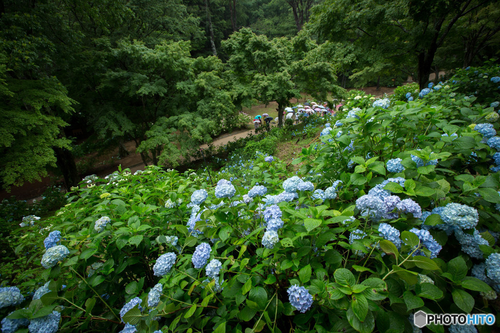雨でも花見、団体旅行