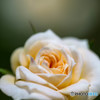 秋の薔薇