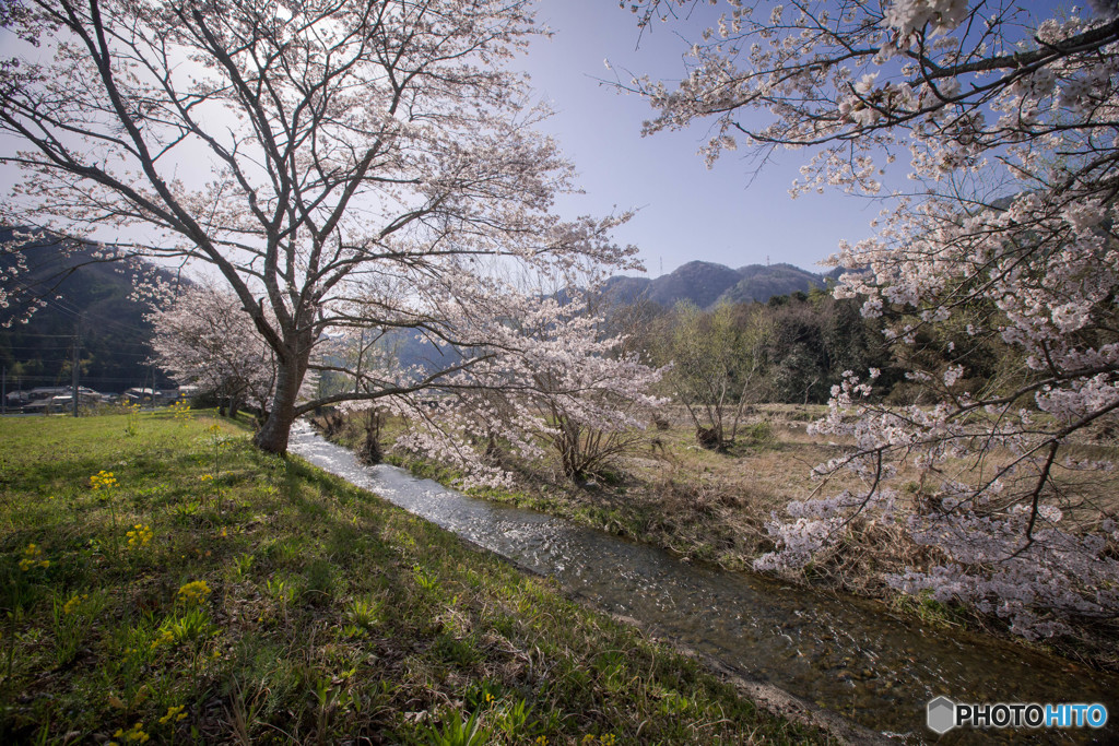 名もなき田舎の長閑な桜風景