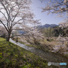 名もなき田舎の長閑な桜風景