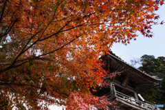 紅葉2018～平福・光明寺～