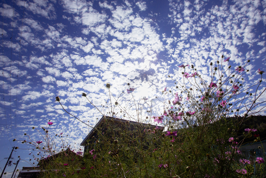 やっと秋空