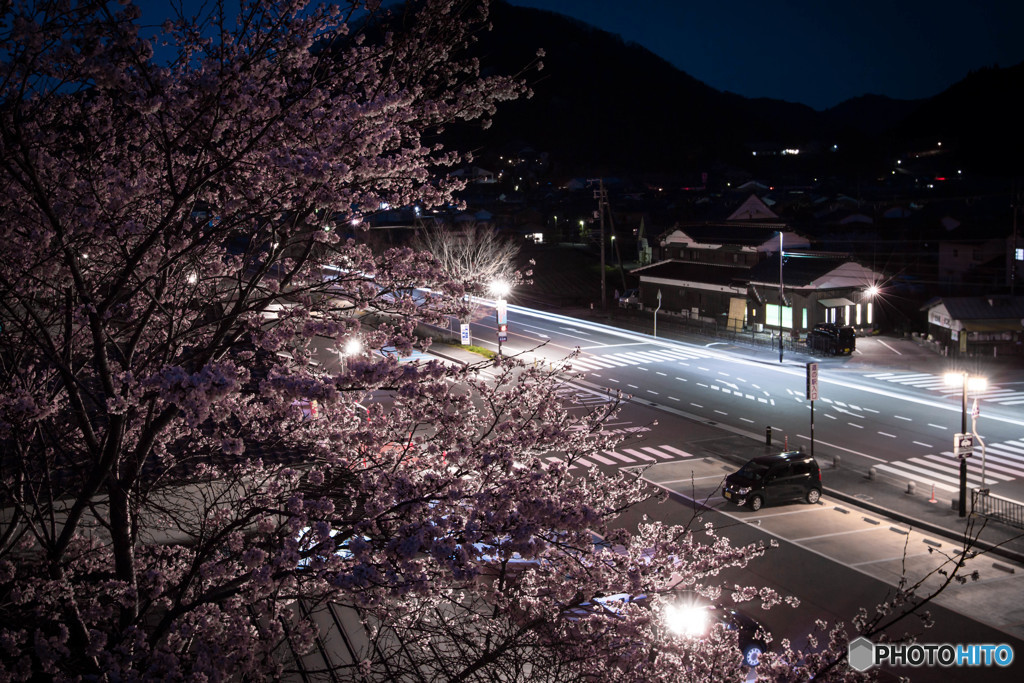 車のライトに映える夜桜