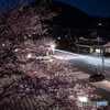 車のライトに映える夜桜