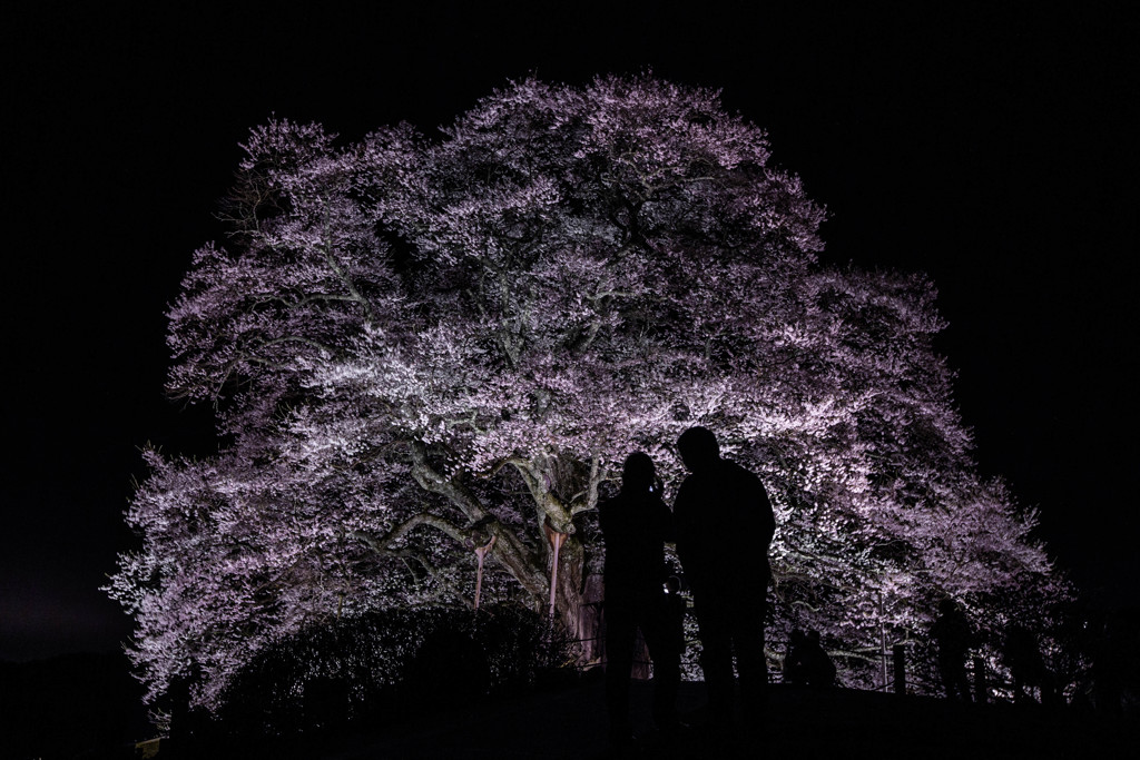 幽玄な桜