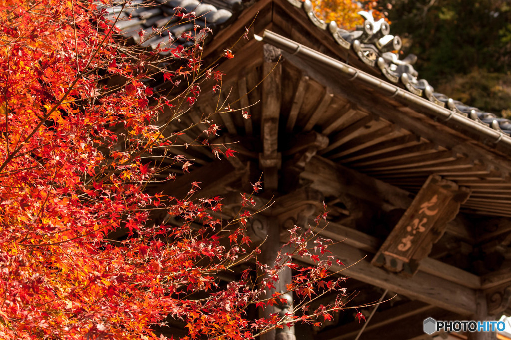 紅葉2018～平福・光明寺～