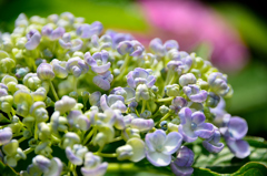 紫陽花３