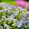 紫陽花３