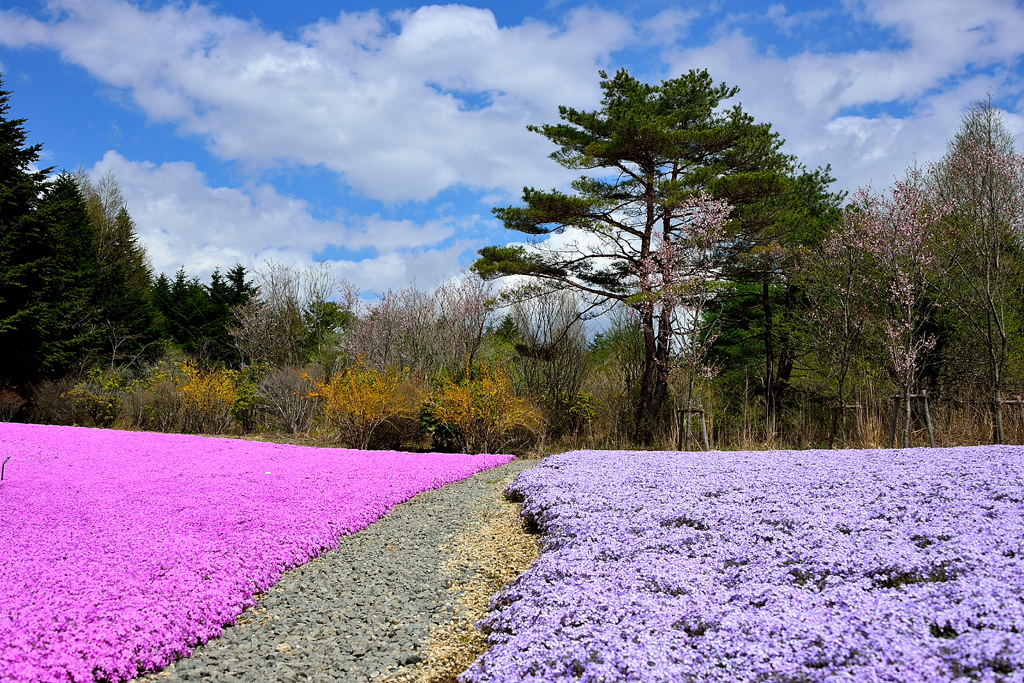 芝桜と道