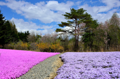 芝桜と道