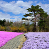芝桜と道