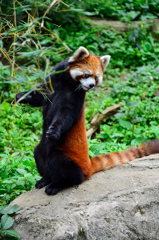 レッサーパンダ