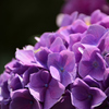 紫陽花１