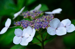 紫陽花４