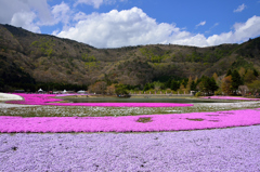 富士芝桜まつり