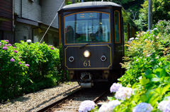 江ノ電と紫陽花