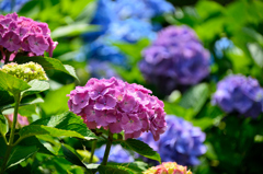 紫陽花２