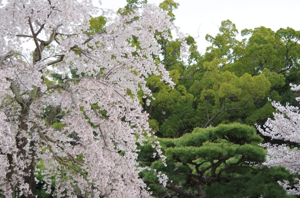 しだれ桜舞い散る