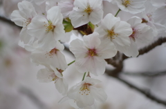 桜の花の咲く頃に