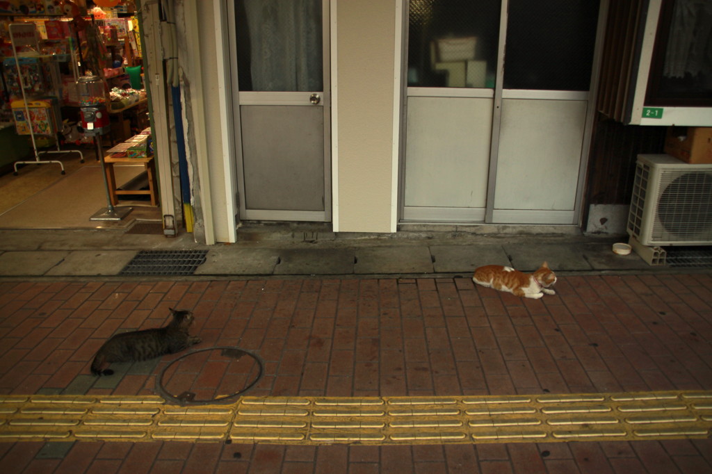 ねこの集会