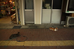 ねこの集会