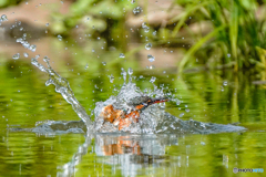 いつもの公園「ダイヤ（水滴）纏う翡翠」（３）