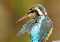いつもの公園「カワセミ日記」　「左上げようかな？」