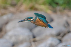 いつもの公園「飛ぶ」（３）（カワセミ）