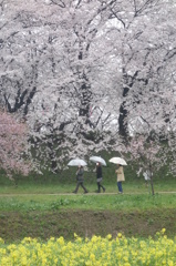 サクラ、傘花見