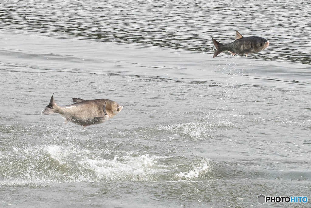 上州たいへん、利根ビックリ！（ハクレン）（４）