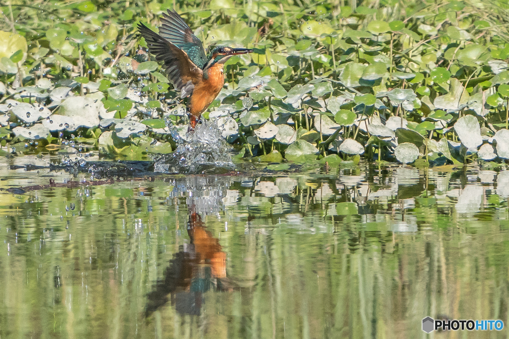 いつもの公園「本日の水際」