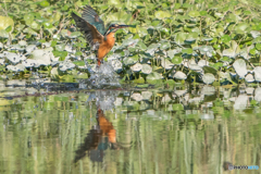 いつもの公園「本日の水際」