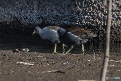 いつもの公園「バン」