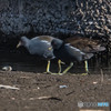 いつもの公園「バン」