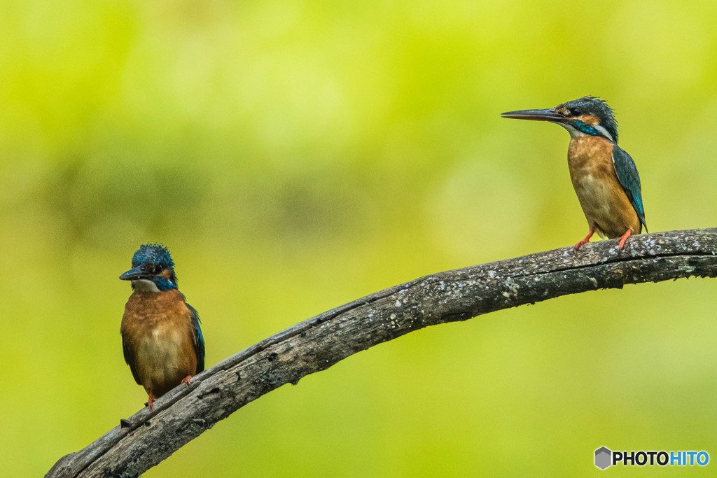 いつもの公園「序章」（カワセミ）（４）