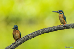 いつもの公園「序章」（カワセミ）（４）