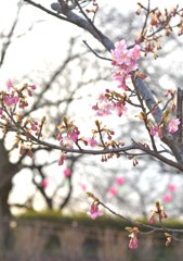 いつもの公園　「催促」