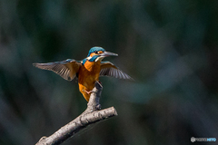 いつもの公園「小翼」（２）