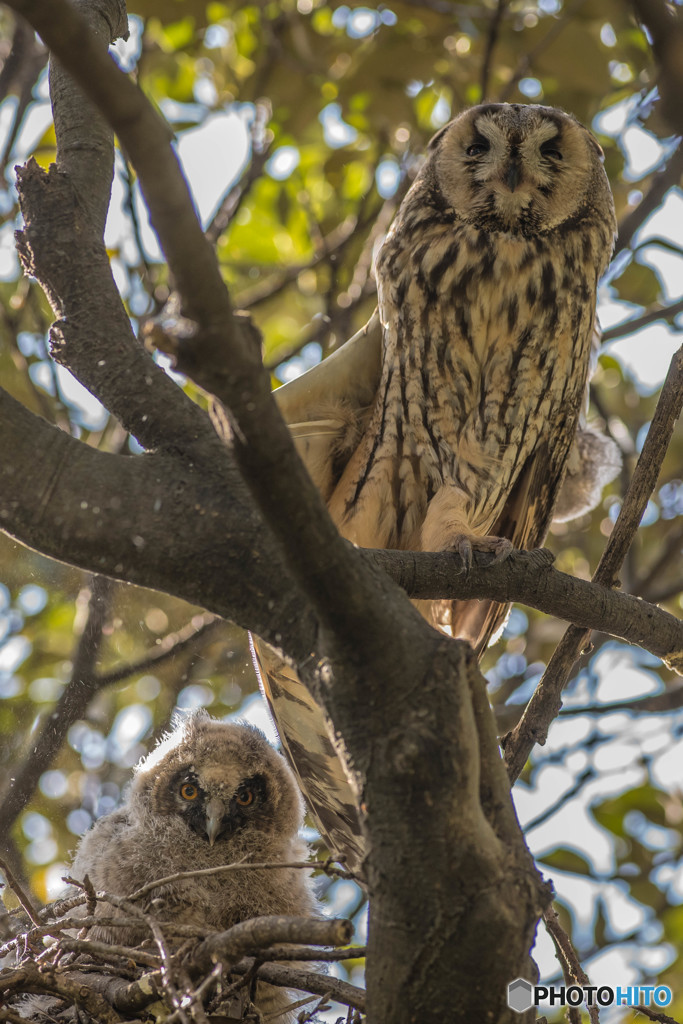 トラフズク初見（３）