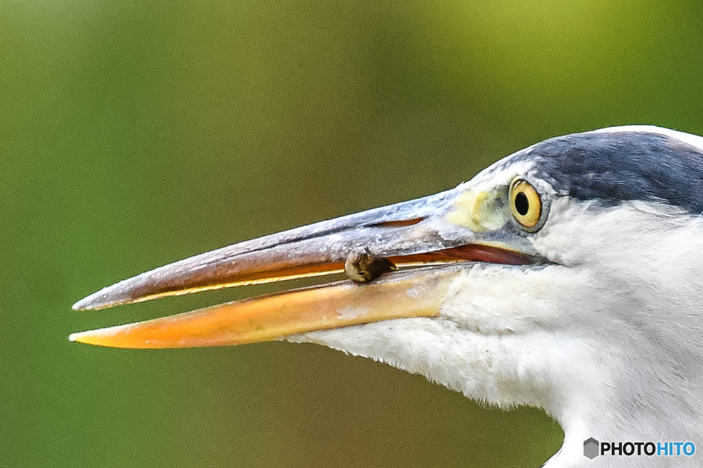 いつもの公園「何か噛んでいます」