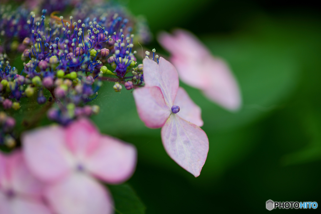 いつもの公園「紫陽花の頃」（２）