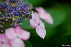 いつもの公園「紫陽花の頃」（２）