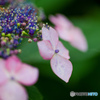 いつもの公園「紫陽花の頃」（２）