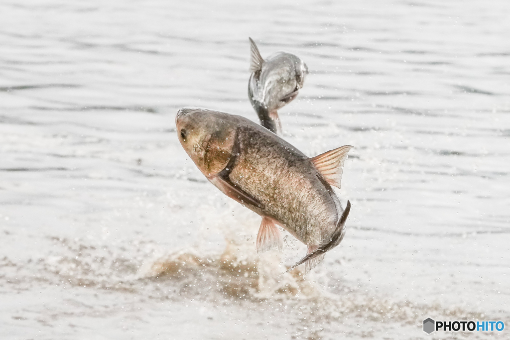 巨魚　ハクレン