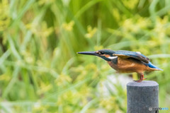 いつもの公園「カワセミ登場」（４）