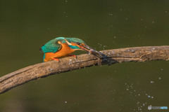 いつもの公園「魚漁る鳥」（３）